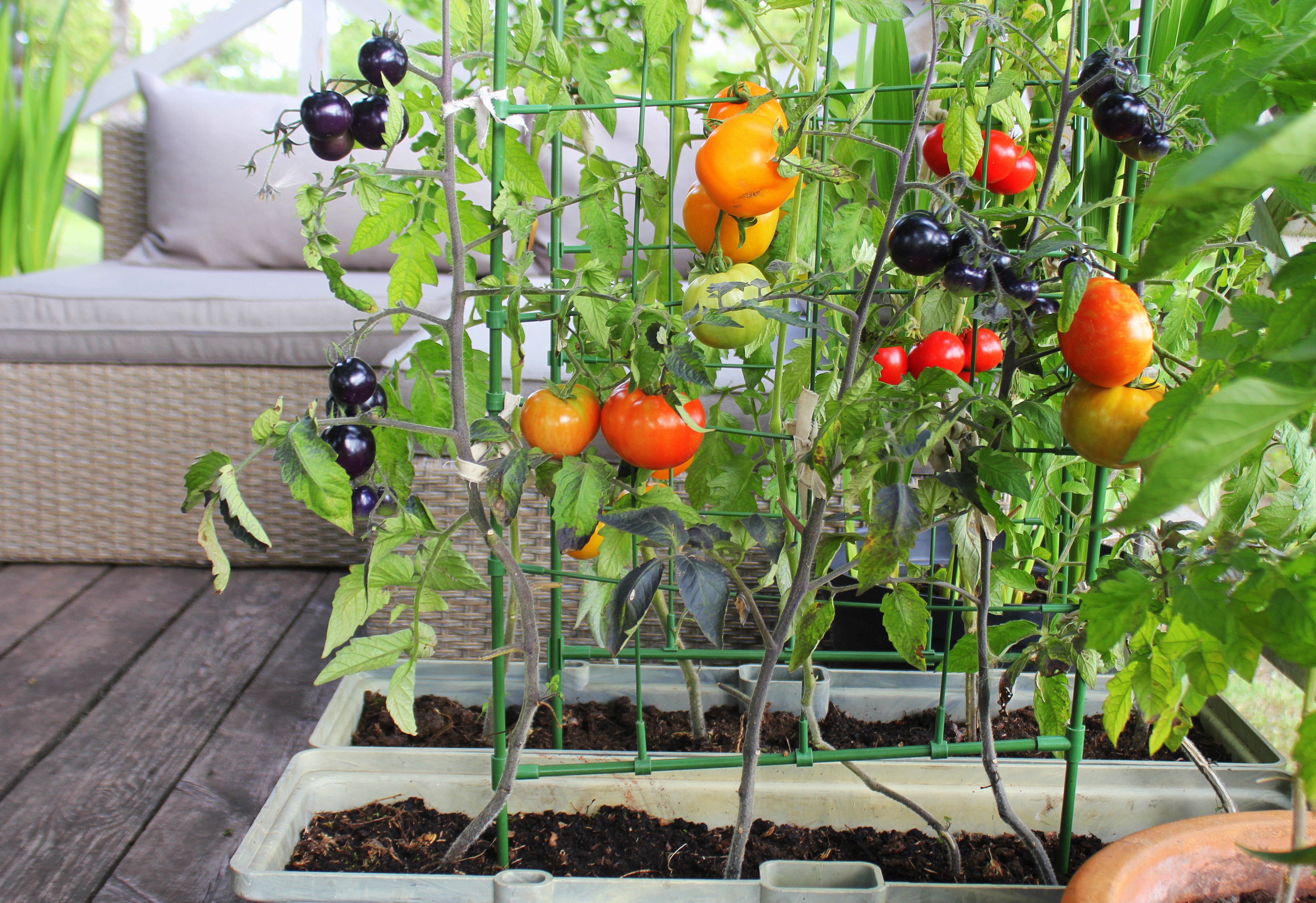 Love the Garden / Tomato / Containers 